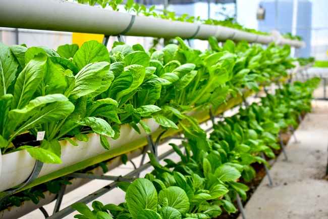 Urban Farming: Solusi Pertanian di Tengah Kota yang Makin Digemari