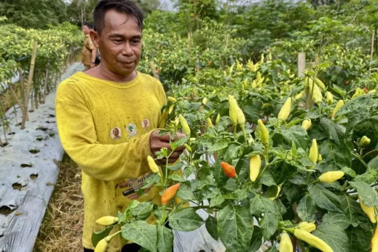Harga Capai Naik Hingga Rp 70 Ribu, Petani Cabai di Tapin Raup Untung