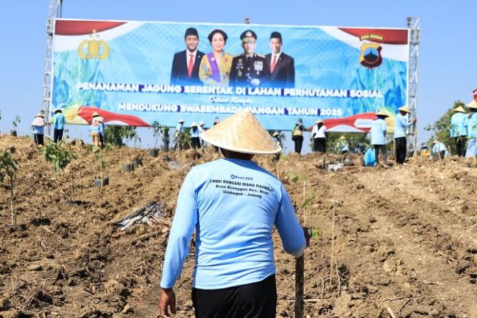 Tanam Penanaman jagung di wilayah Hutan Selo Lestari, Desa Selojari, Kecamatan Klambu, Kabupatan Grobogan, Jawa Tengah. Foto: Dok istimewa