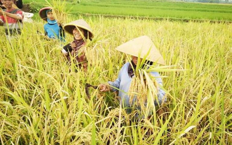 Harga Gabah Naik, Petani Lamongan Nikmati Hasil Panen Kedua