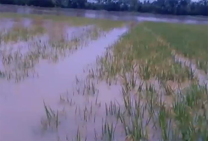 Foto : DPD Tani Merdeka Indonesia