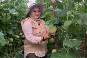 Indah Jarwati pemilik kebun melon