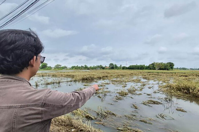 Banjir di Kabupaten Tangerang berdampak pada 1.387 hektare lahan pertanian padi, dengan 194,5 hektare mengalami gagal panen. DPKP siapkan benih pengganti.