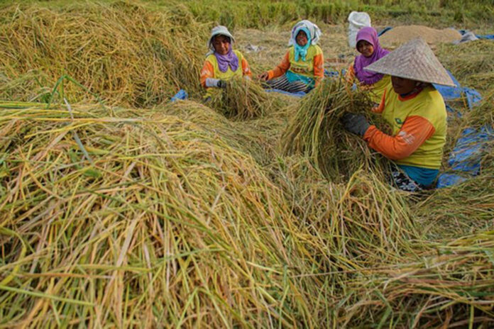 Ilustrasi Petani. Simak Tips Menanam saat Musim Hujan