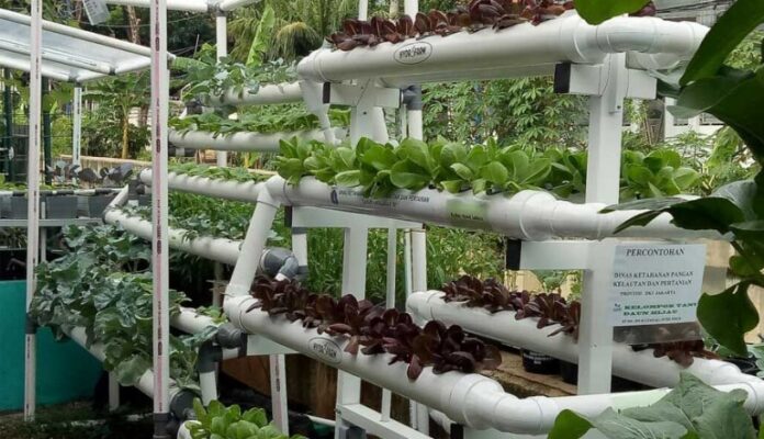 urban-farming