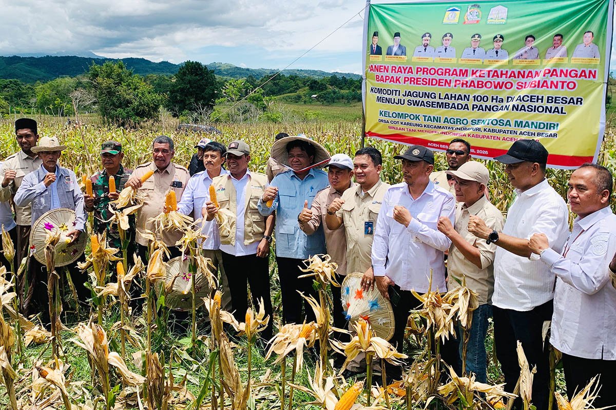 Dokumentasi panen jagung Tani Merdeka di Indrapuri