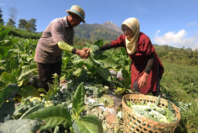 Petani memanen brokoli yang ditanam dengan metode tumpang sari di Lencoh, Selo, Boyolali, Jawa Tengah.