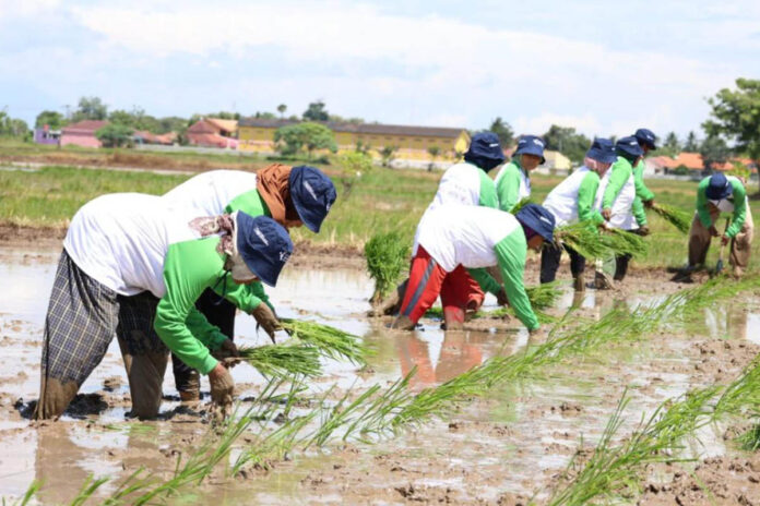 Petani di Kabupaten Tangerang saat menanam padi serentak.