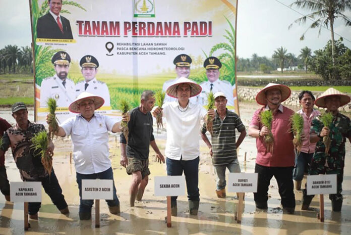 Lahan Sawah Aceh