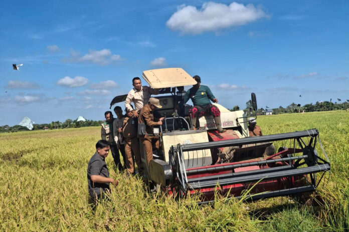 Panen Raya di Ketapang.jpg