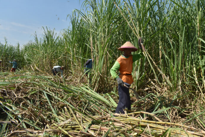 Petani Tebu Ilustrasi. Petani tebu