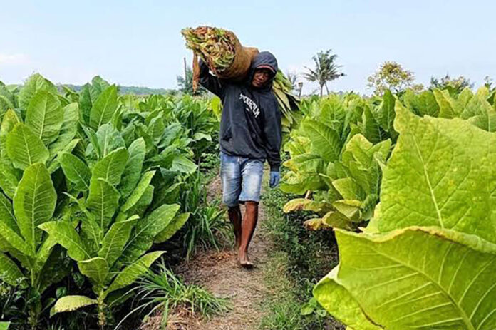Petani Tembakau
