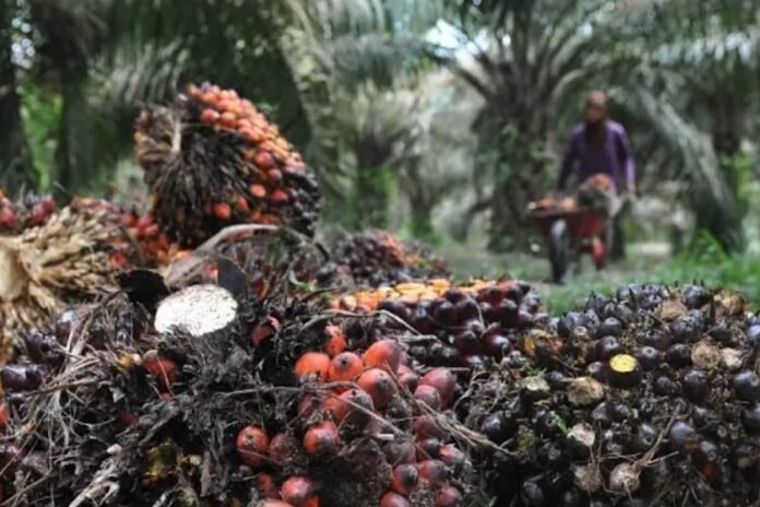 Harga Sawit Naik Harga sawit di kaltim naik capai Rp 3.604 per kilogram