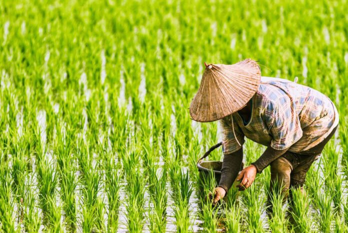 Petani Ilustrasi