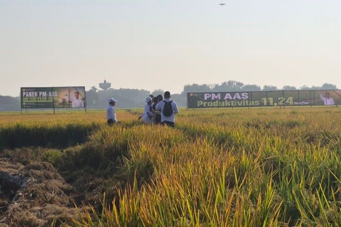 Sawah Kering
